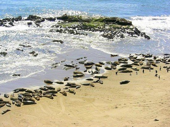 Carpinteria Harbor Seal Preserve and Rookery